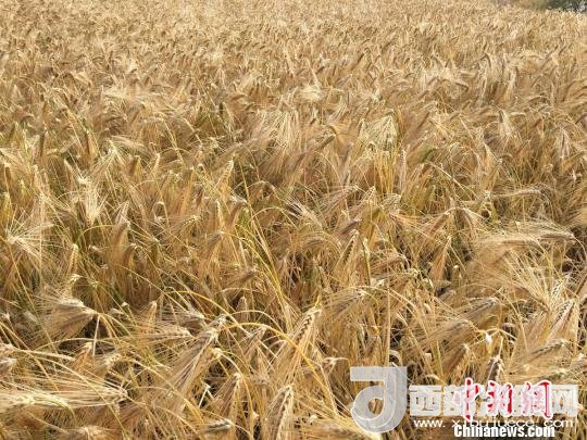 2017年西藏青稞種植面積達(dá)210多萬(wàn)畝，占糧食播種面積的75%。圖為成熟期的青稞?！⊥跤窳?攝