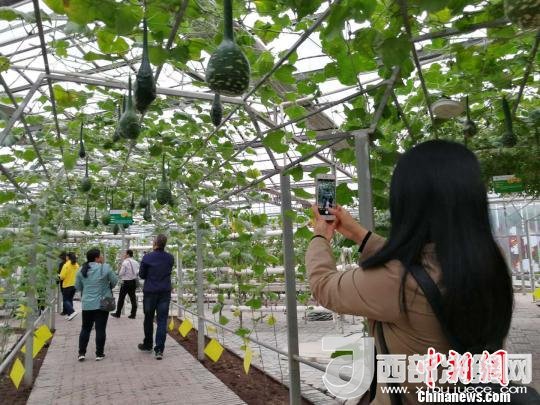 山西省郵政管理局積極推動(dòng)“一市一品”農(nóng)特產(chǎn)品進(jìn)城項(xiàng)目。 資料圖 楊杰英 攝