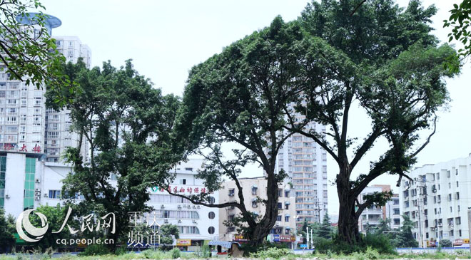 黃桷樹廣場正在建設(shè)中。王嫚 攝
