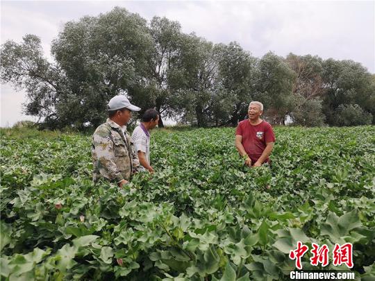 遠改忠在棉花地里為連隊職工分享種植經(jīng)驗。　安媛杰 攝
