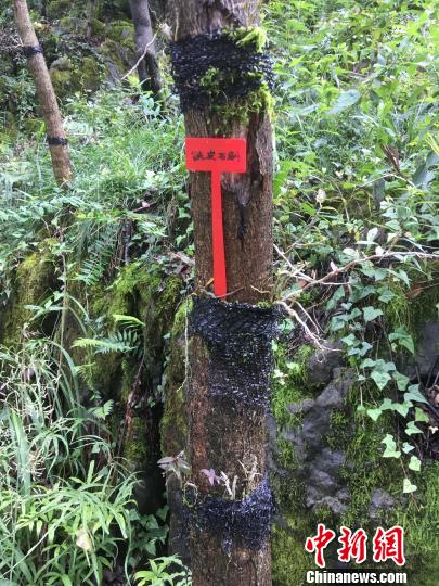 貴州同威生物科技有限公司鐵皮石斛種植?！≈軏?攝