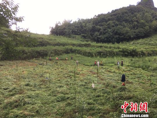 貴州同威生物科技有限公司天麻種植基地?！≈軏?攝
