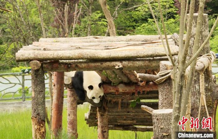 九寨溝熊貓園里的大熊貓?！【耪瘻峡h委宣傳部提供 攝